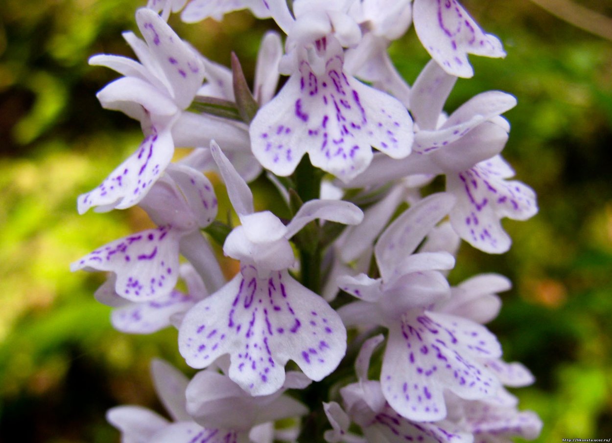 Ирис Сибирский. Кукушкины слёзки -энциклопедия