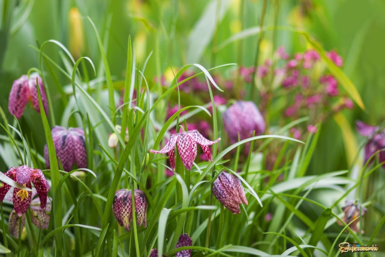 Ирис Кукушкины слезки