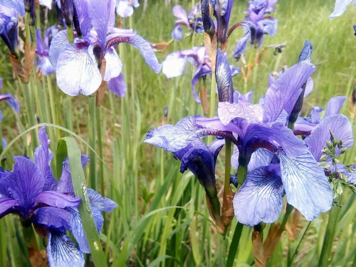 Бриза средняя (briza Media)