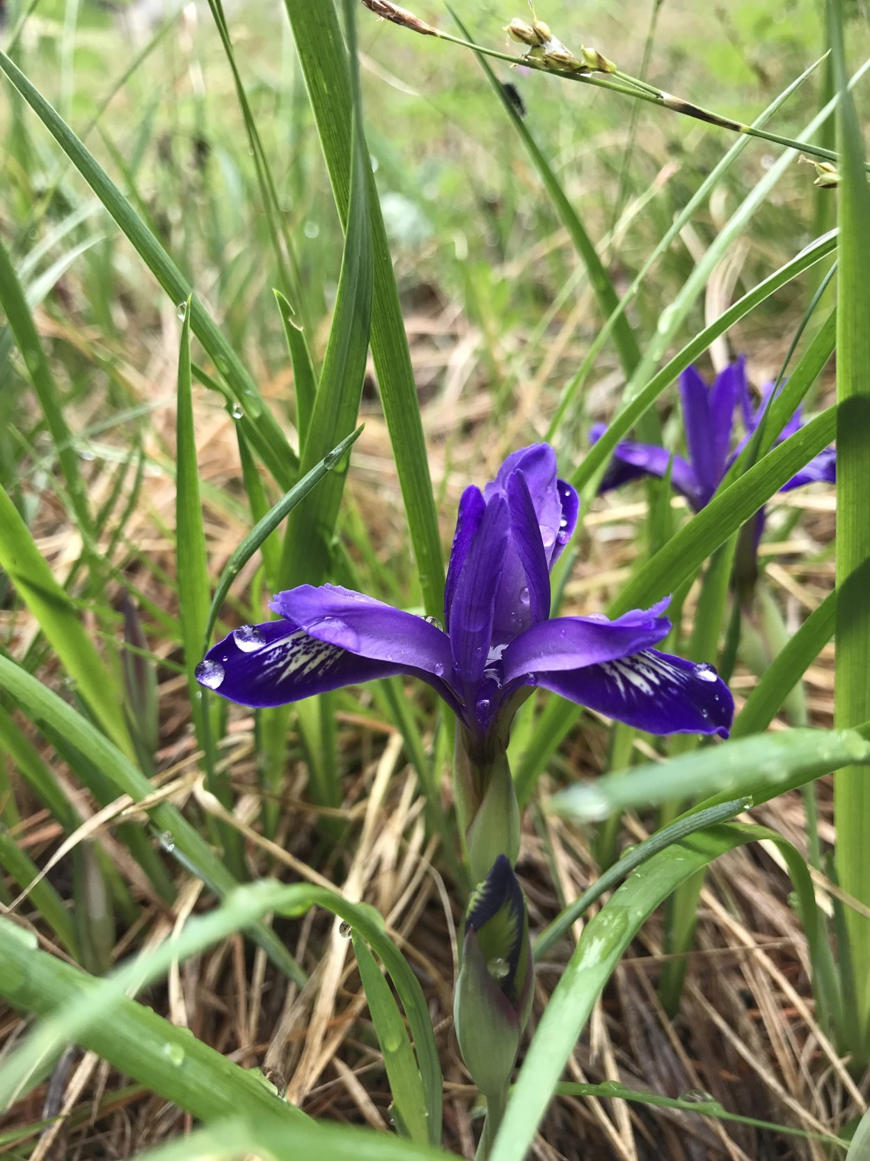 Легенда о траве Кукушкины слезки