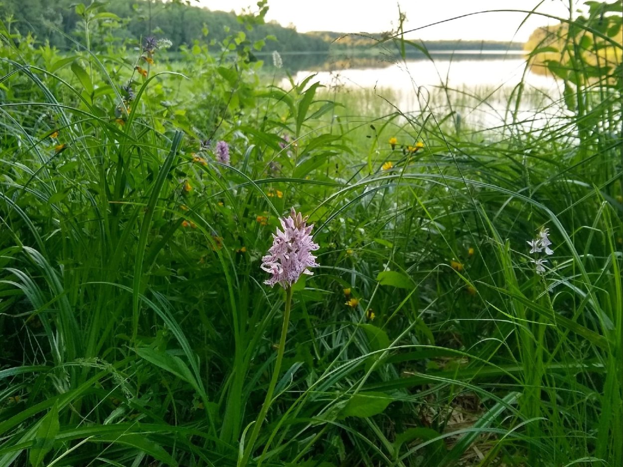 Ятрышник в саду