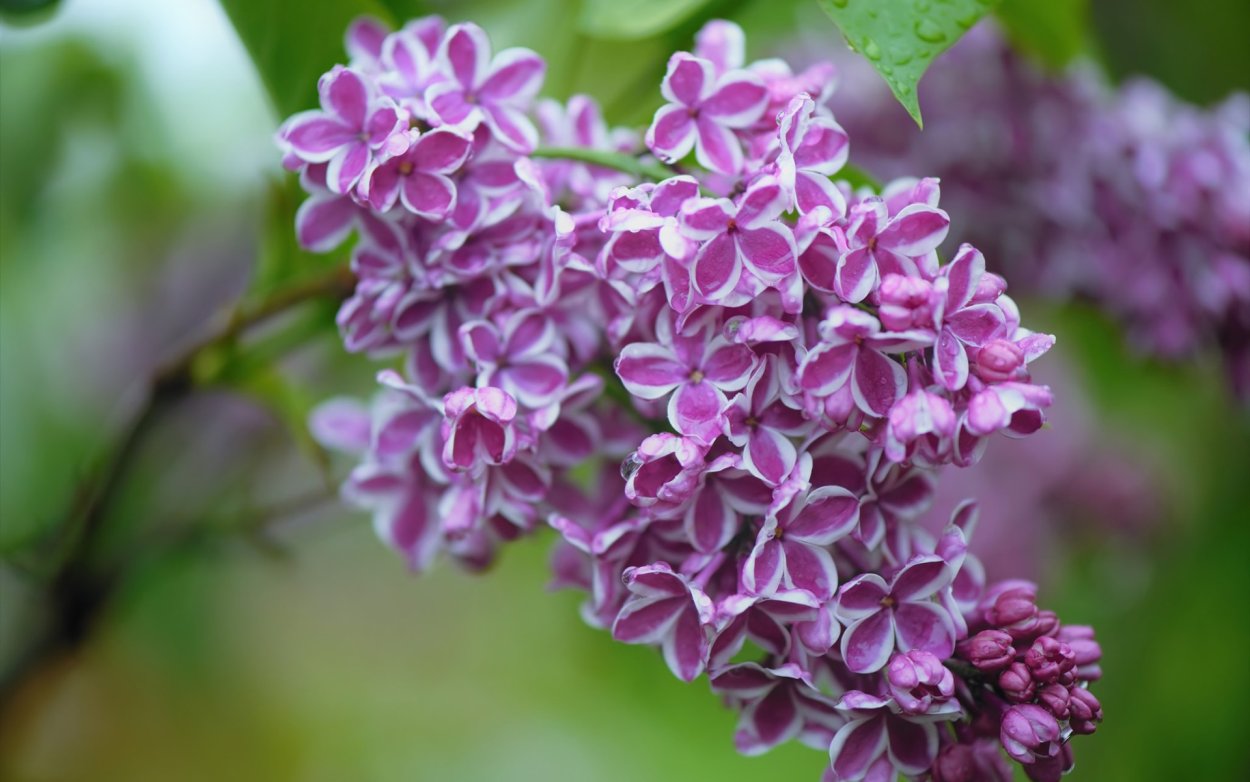 Сирень Молли Энн