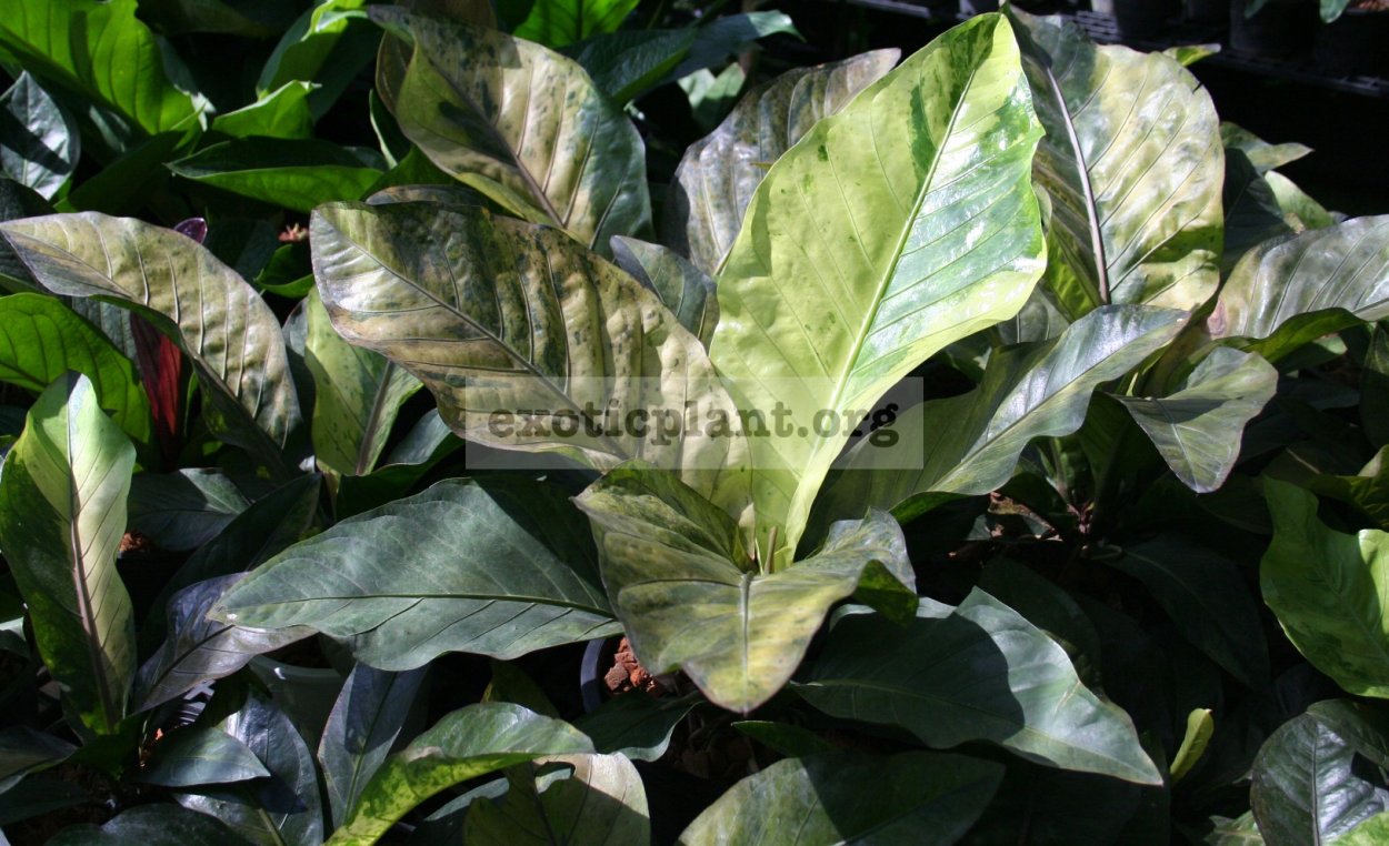 Антуриум Гукера