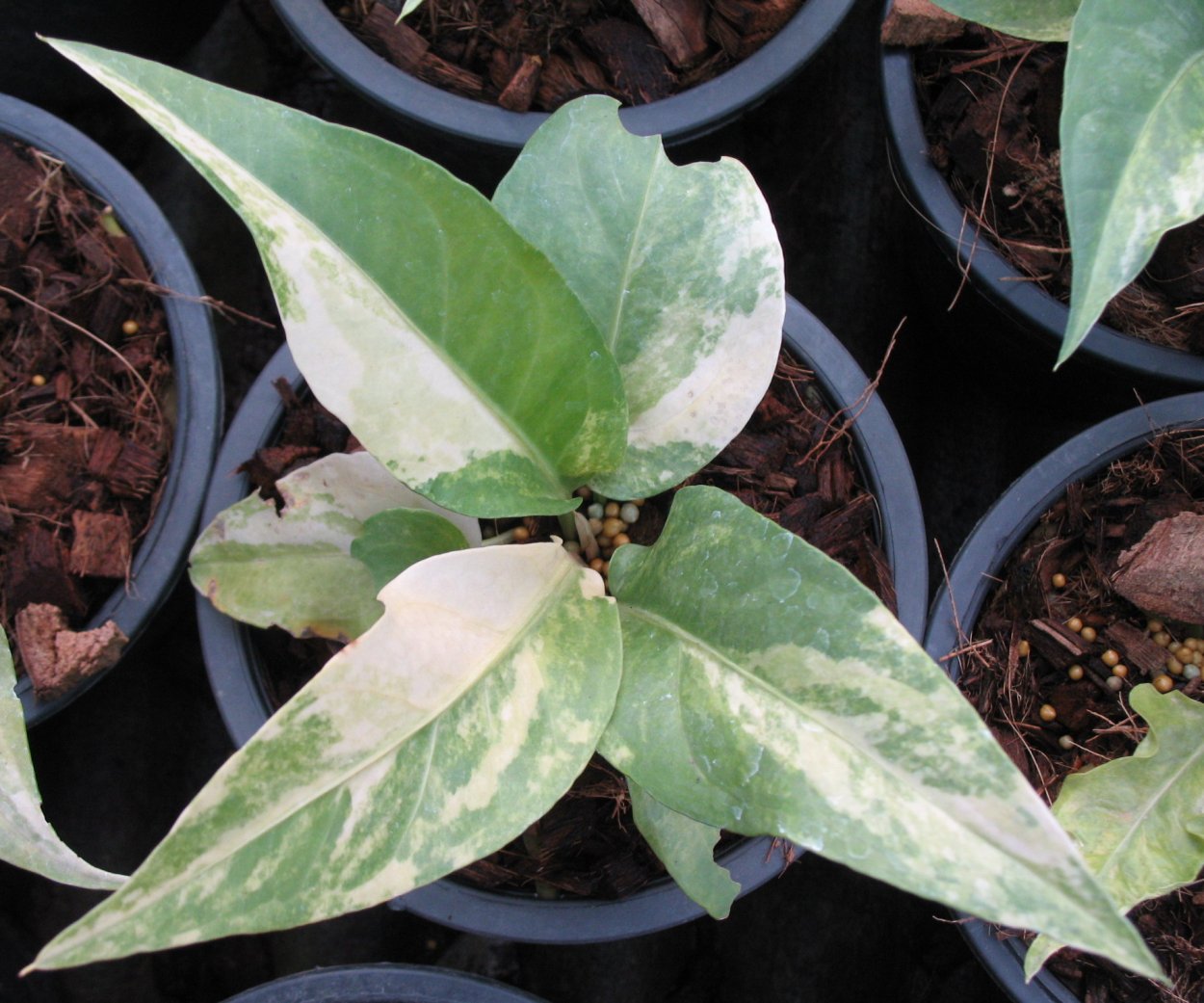 Антуриум вариегатный