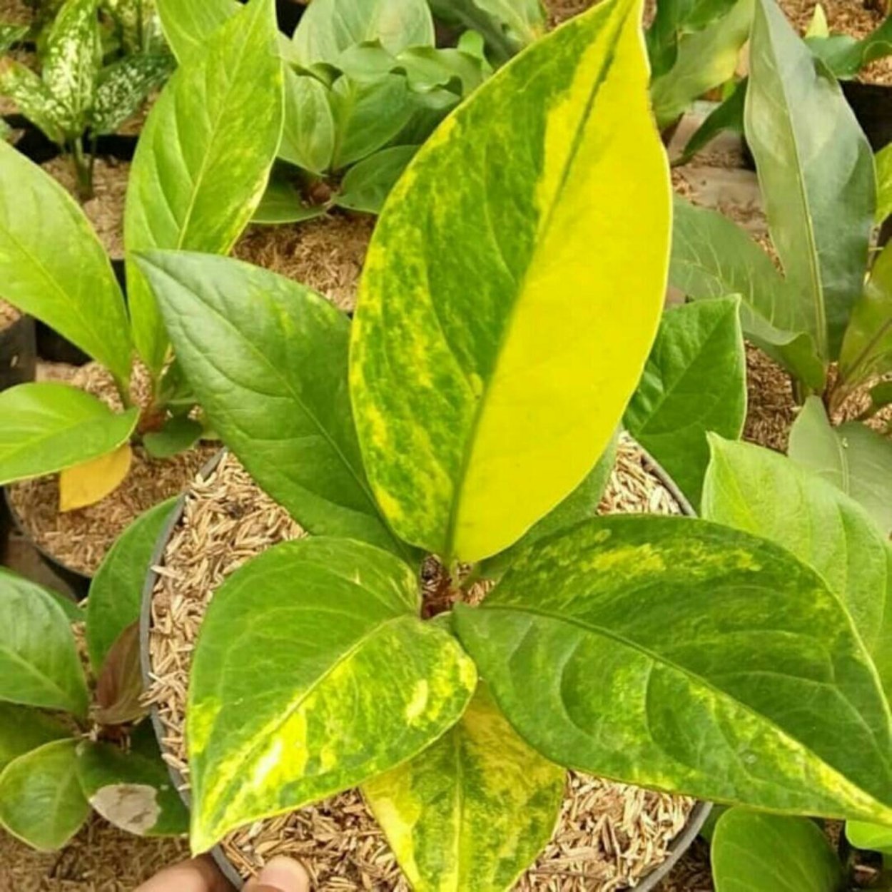 Антуриум Андре (Anthúrium andraéanum