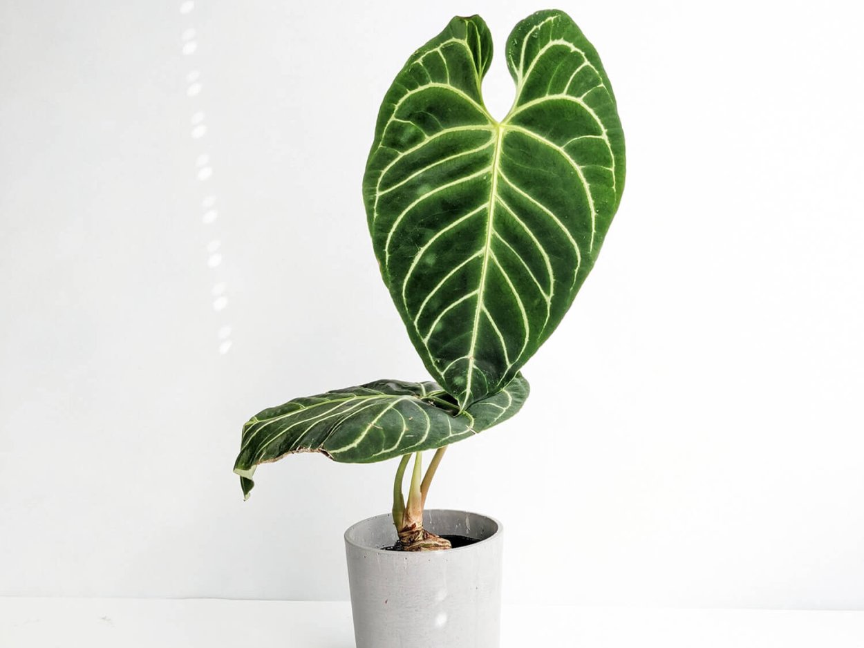 Anthurium jenmanii,