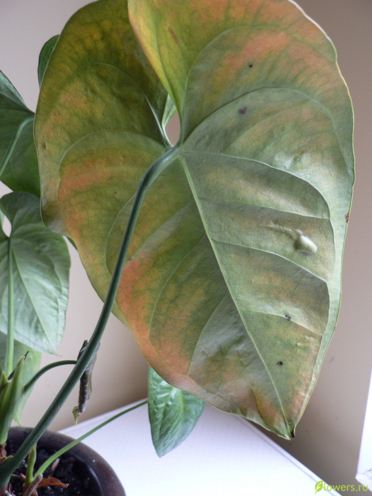 Антуриум Rubens