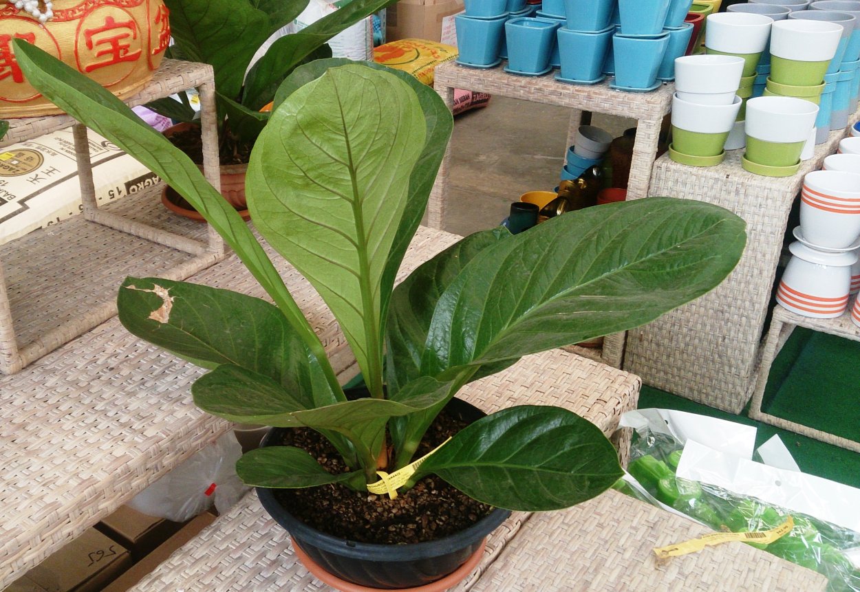 Антуриум металликум