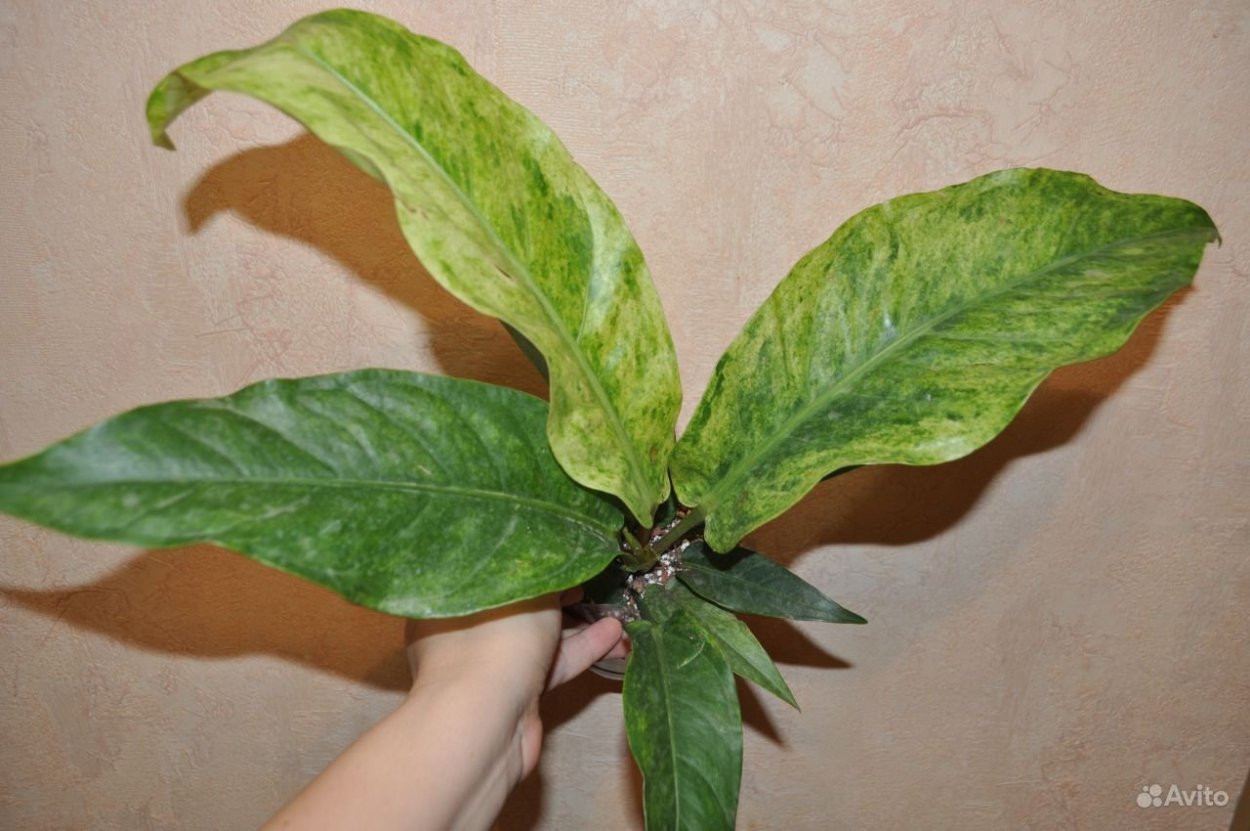 Антуриум Гукера