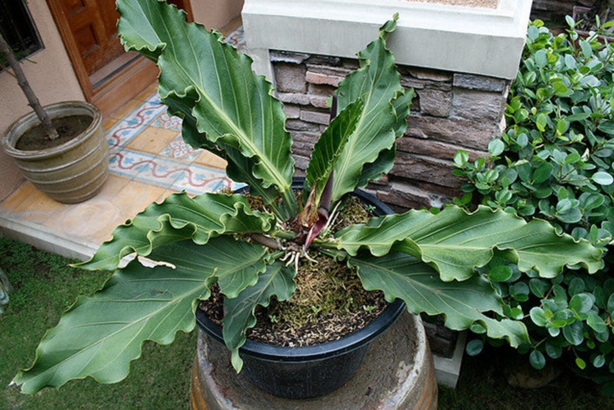 Спатифиллум Пикассо