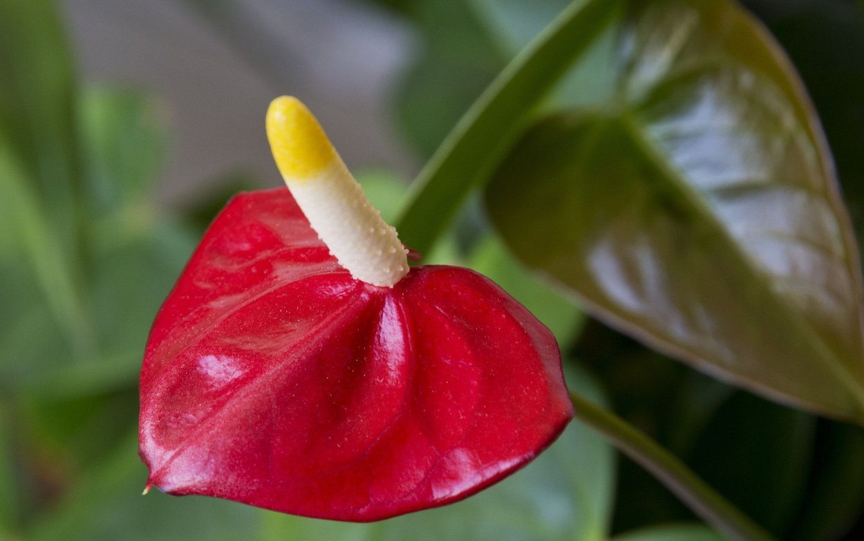 Растение Антуриум строение цветка