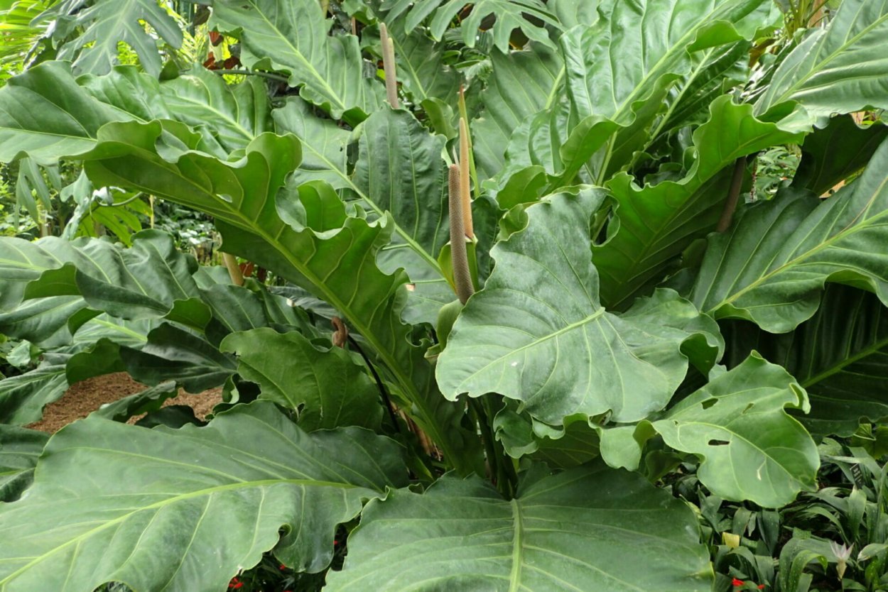 Антуриум Гукера вариегатный