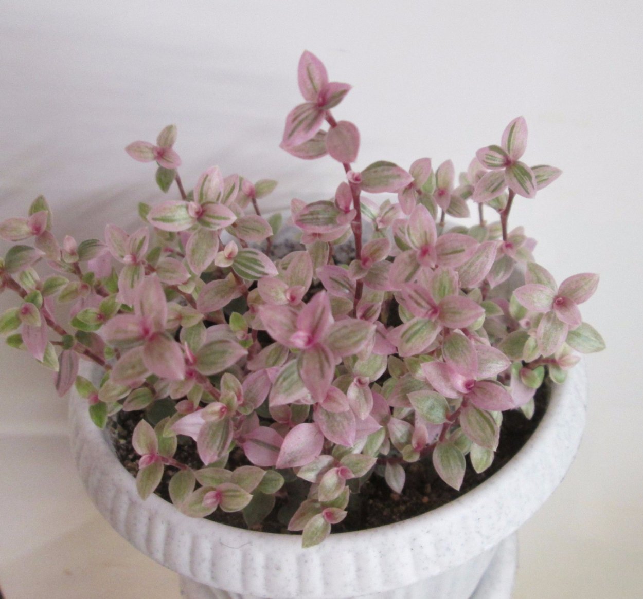 Коллизия традесканция