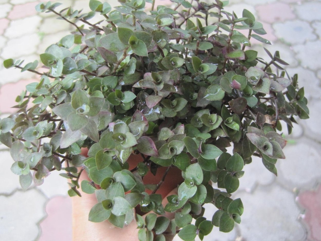 Каллизия ползучая розовая пантера