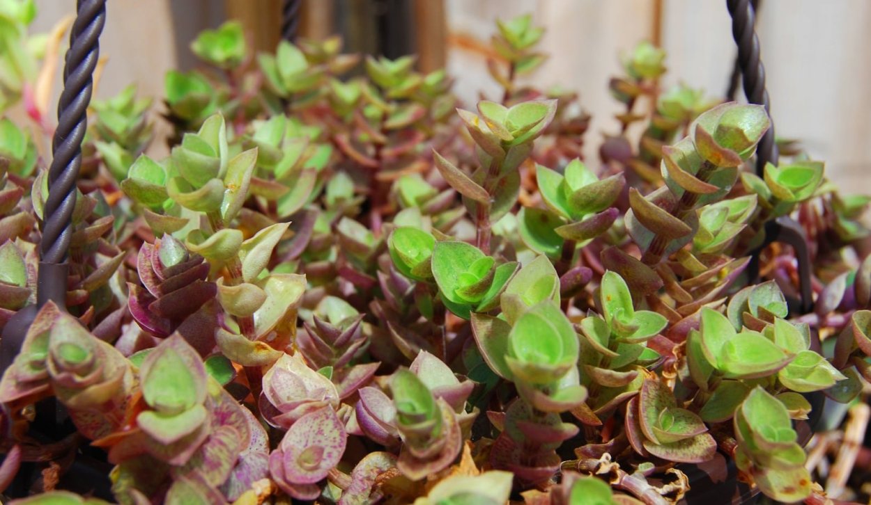 Традесканция каллизия