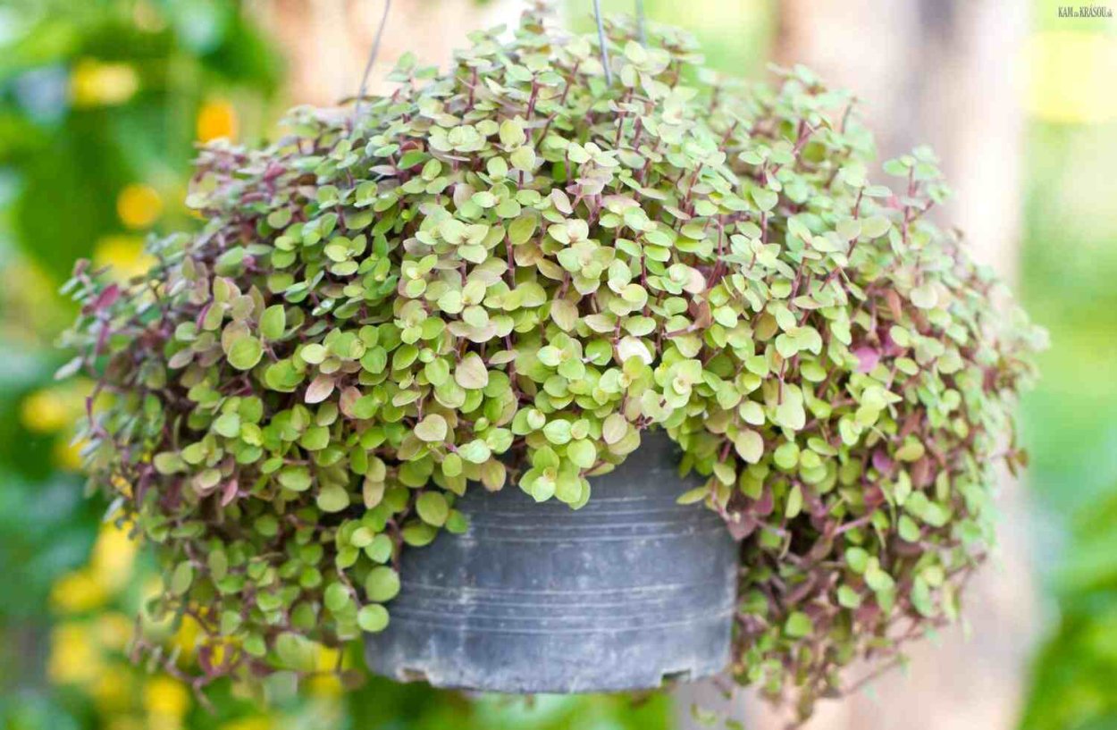 Каллизия ползучая Репенс