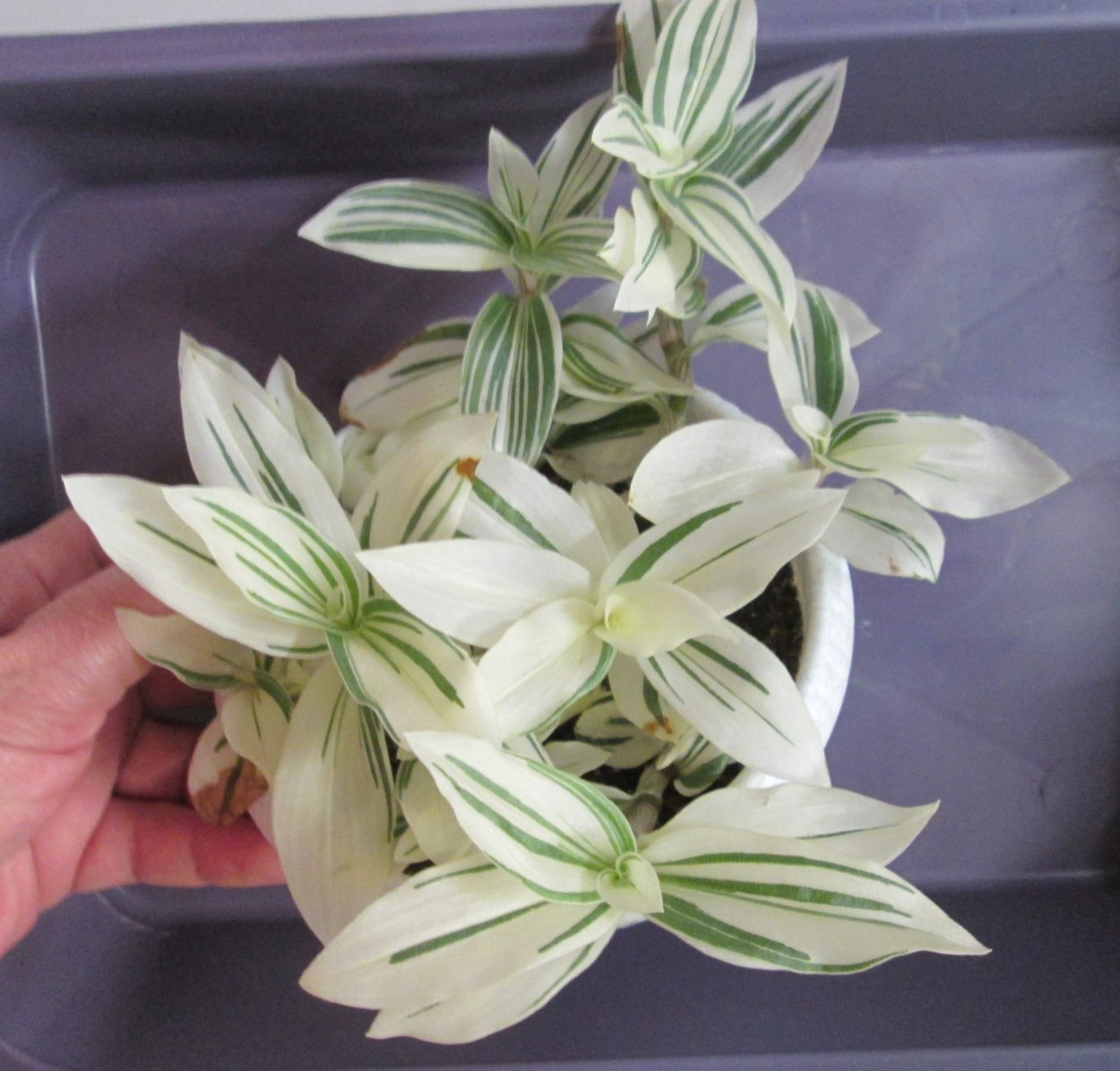 Каллизия ползучая