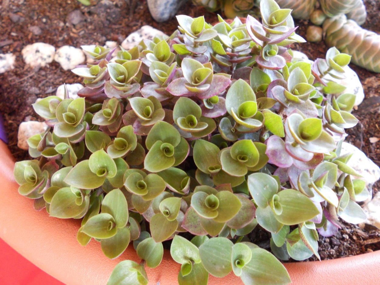 Каллизия мелколистная ползучая