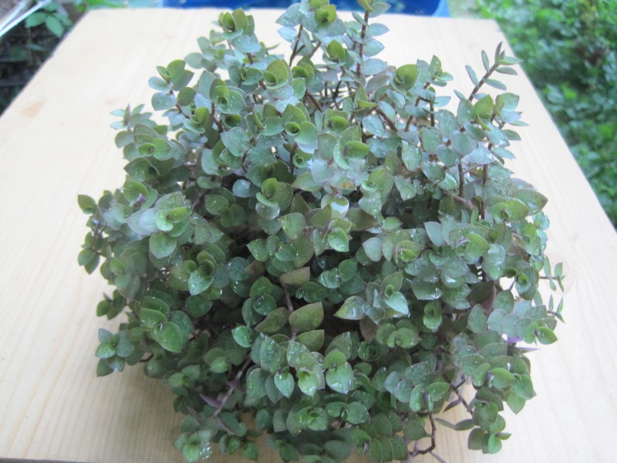 Каллизия ползучая Репенс