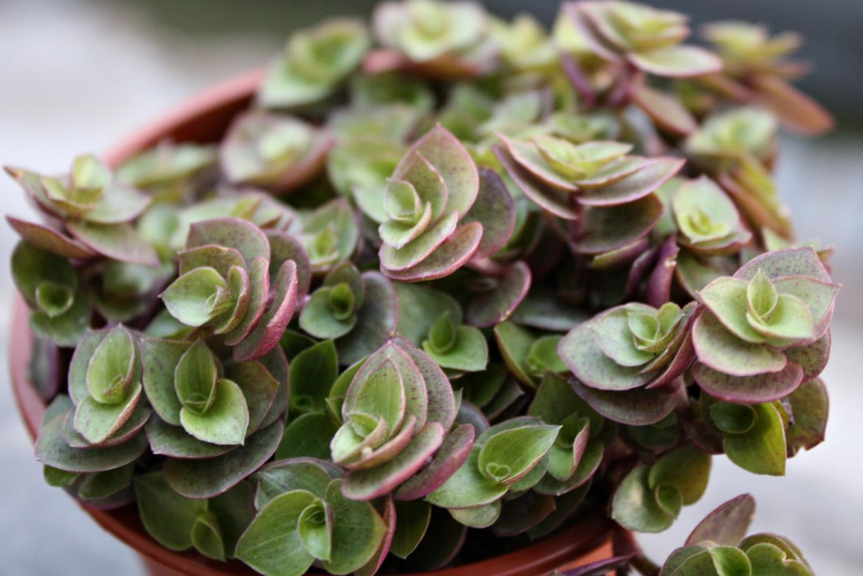 Каллизия ползучая "Gold" (Callisia repens "Gold")