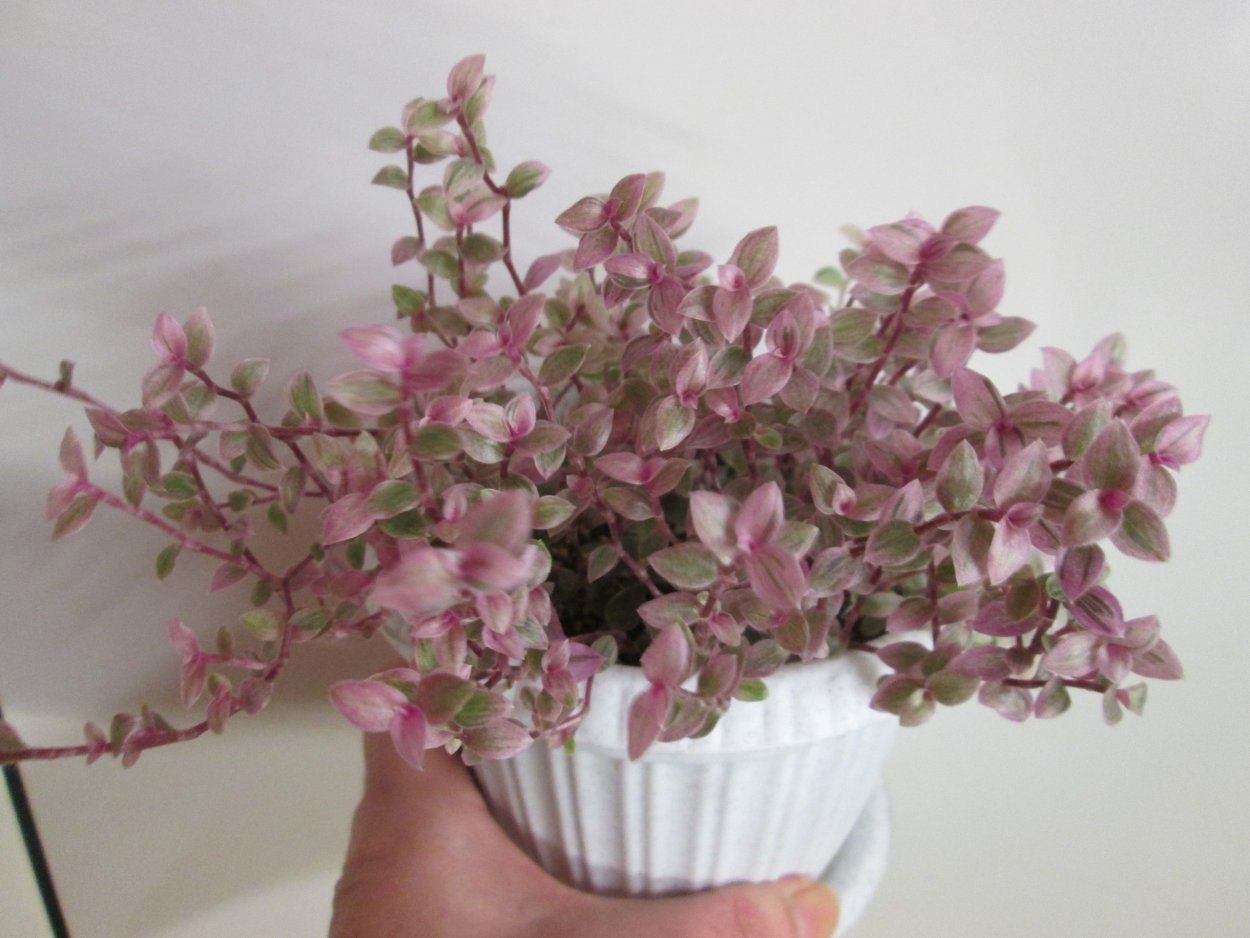 Каллизия Бьянка