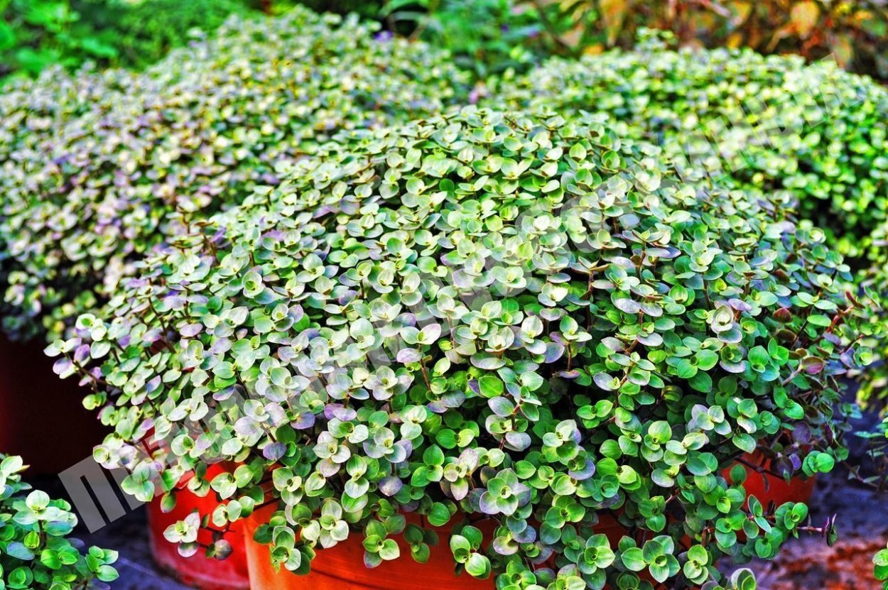 Каллизия ползучая вариегатная