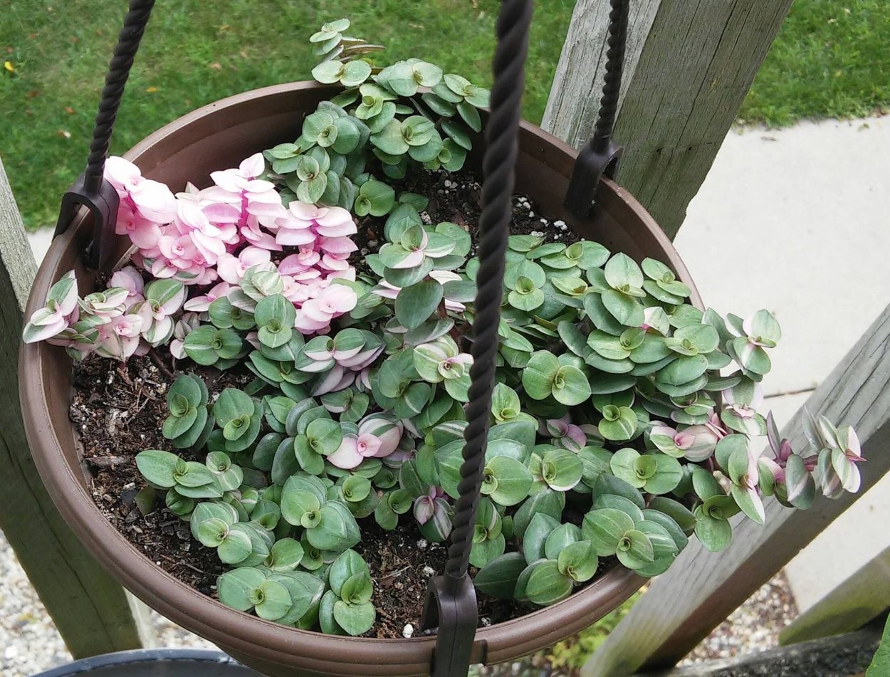 Каллизия repens