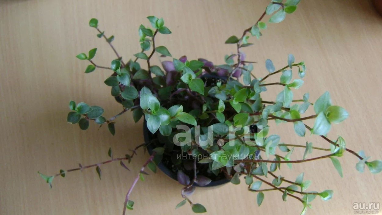 Каллизия росата Пинк леди