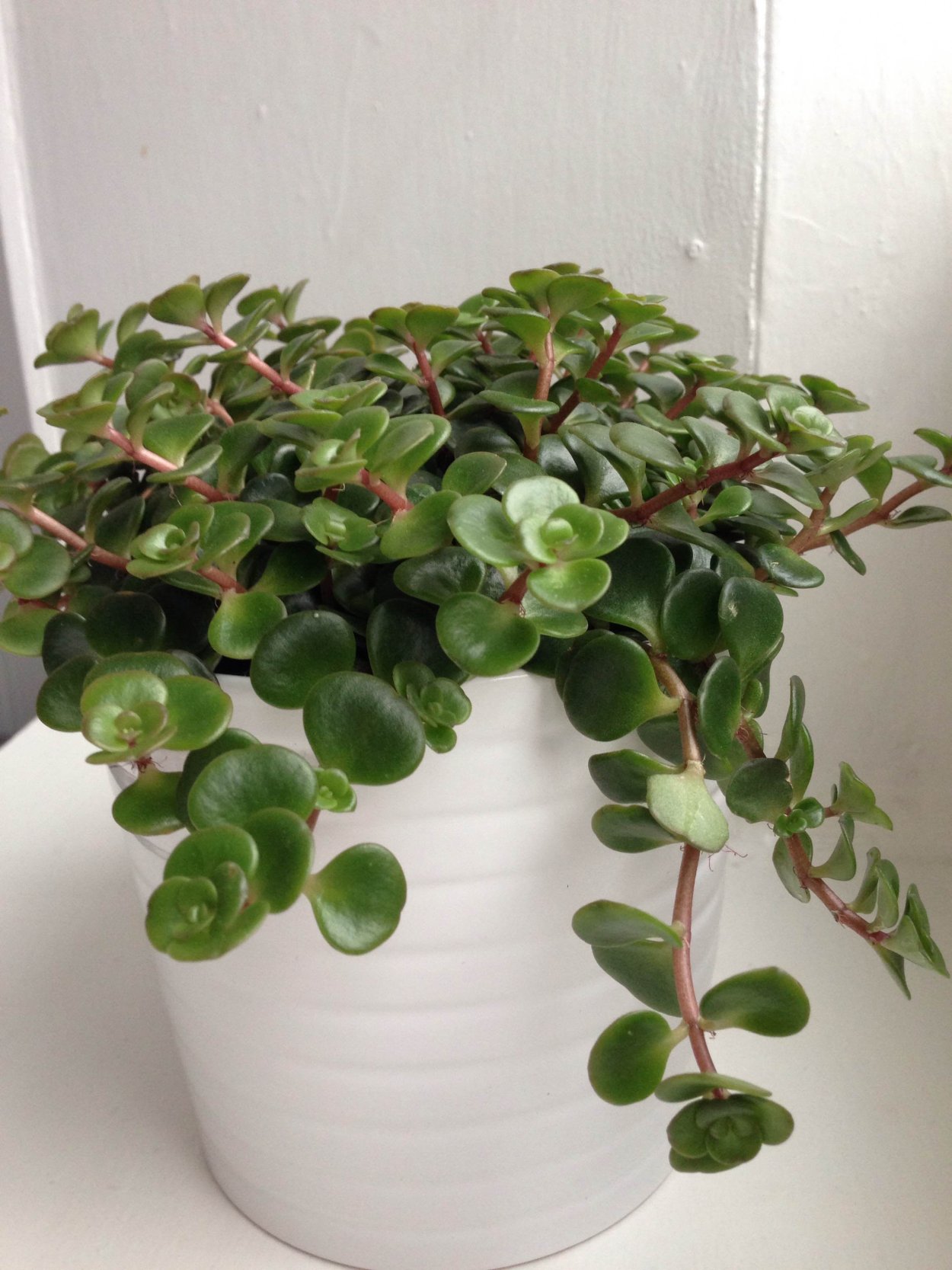 Седум Торнадо