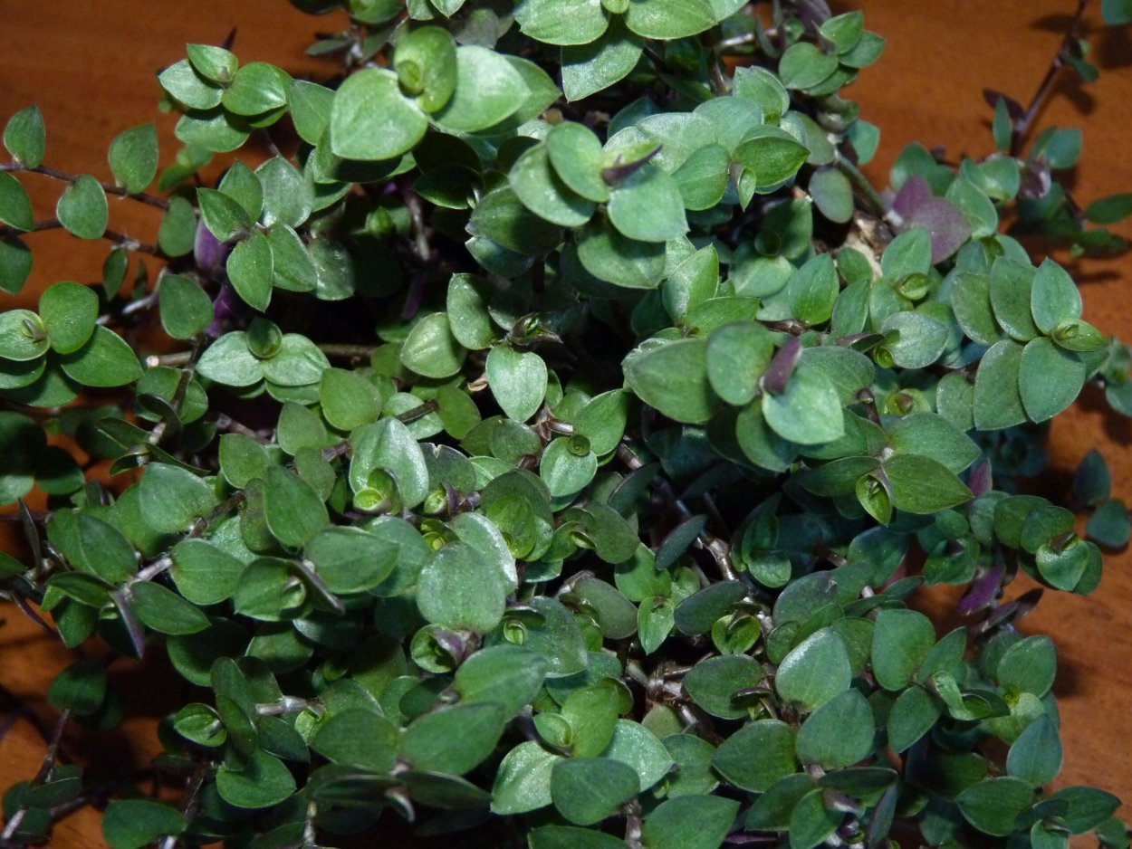 Традесканция «Callisia repens»