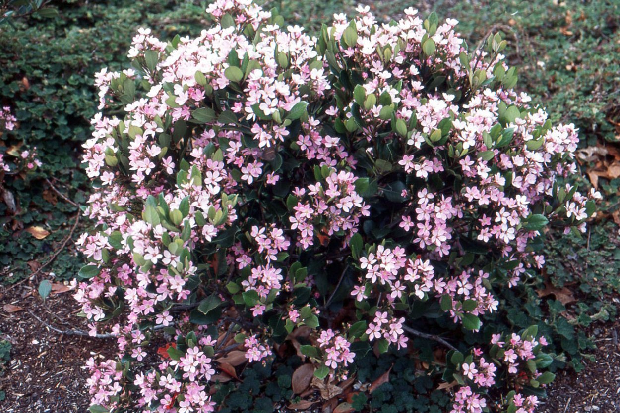 Каллизия Репенс