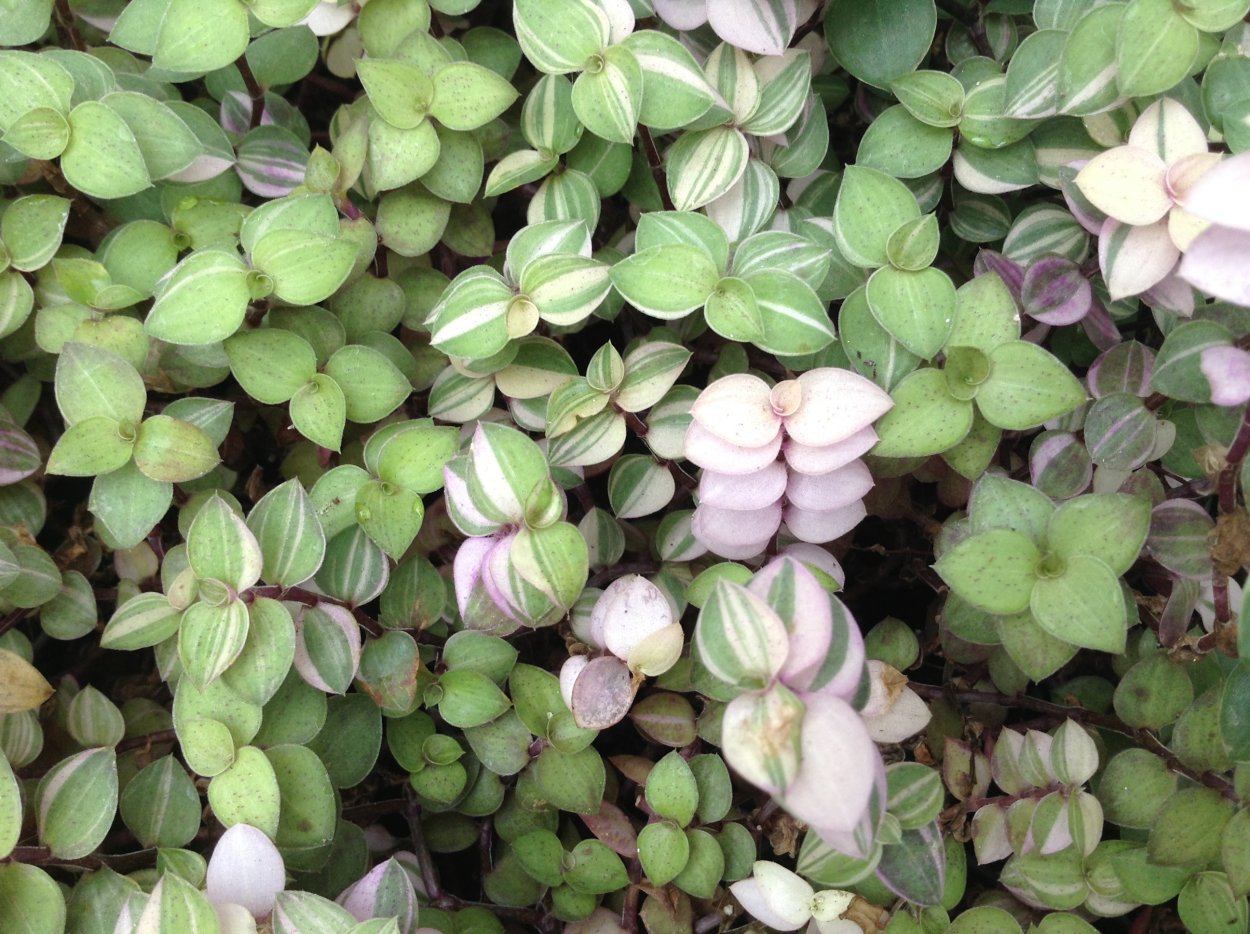 Каллизия мелколистная зеленая