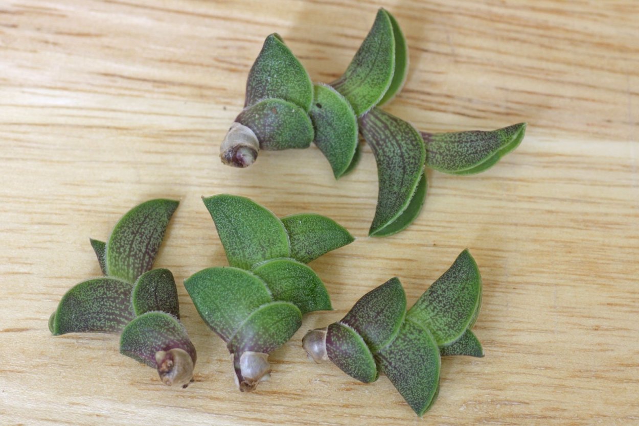 Коллизия repens Gold