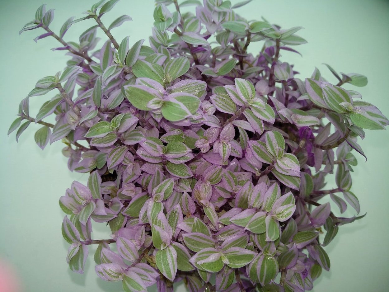 Традесканция зеленая ампельная