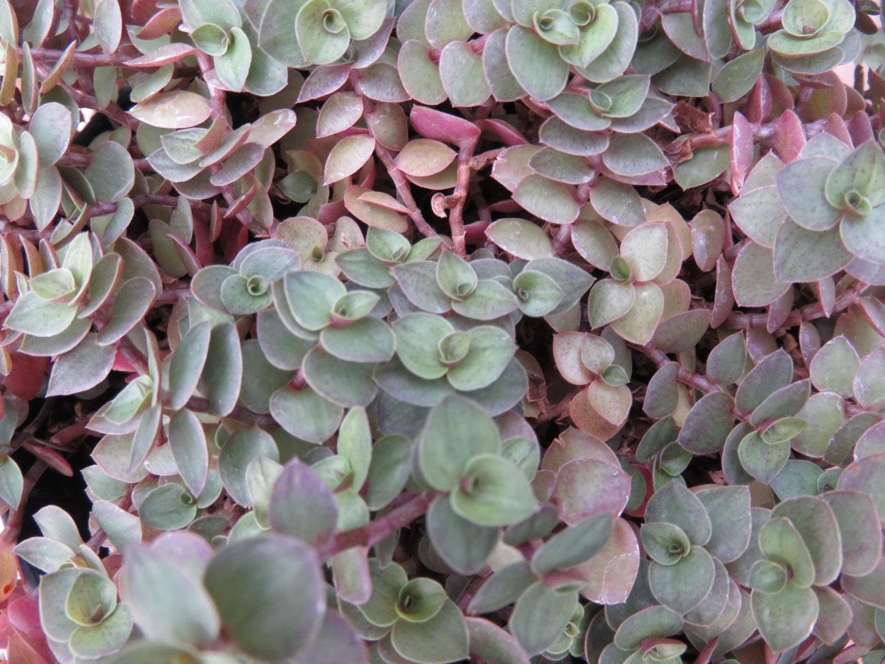 Традесканция ладьевидная