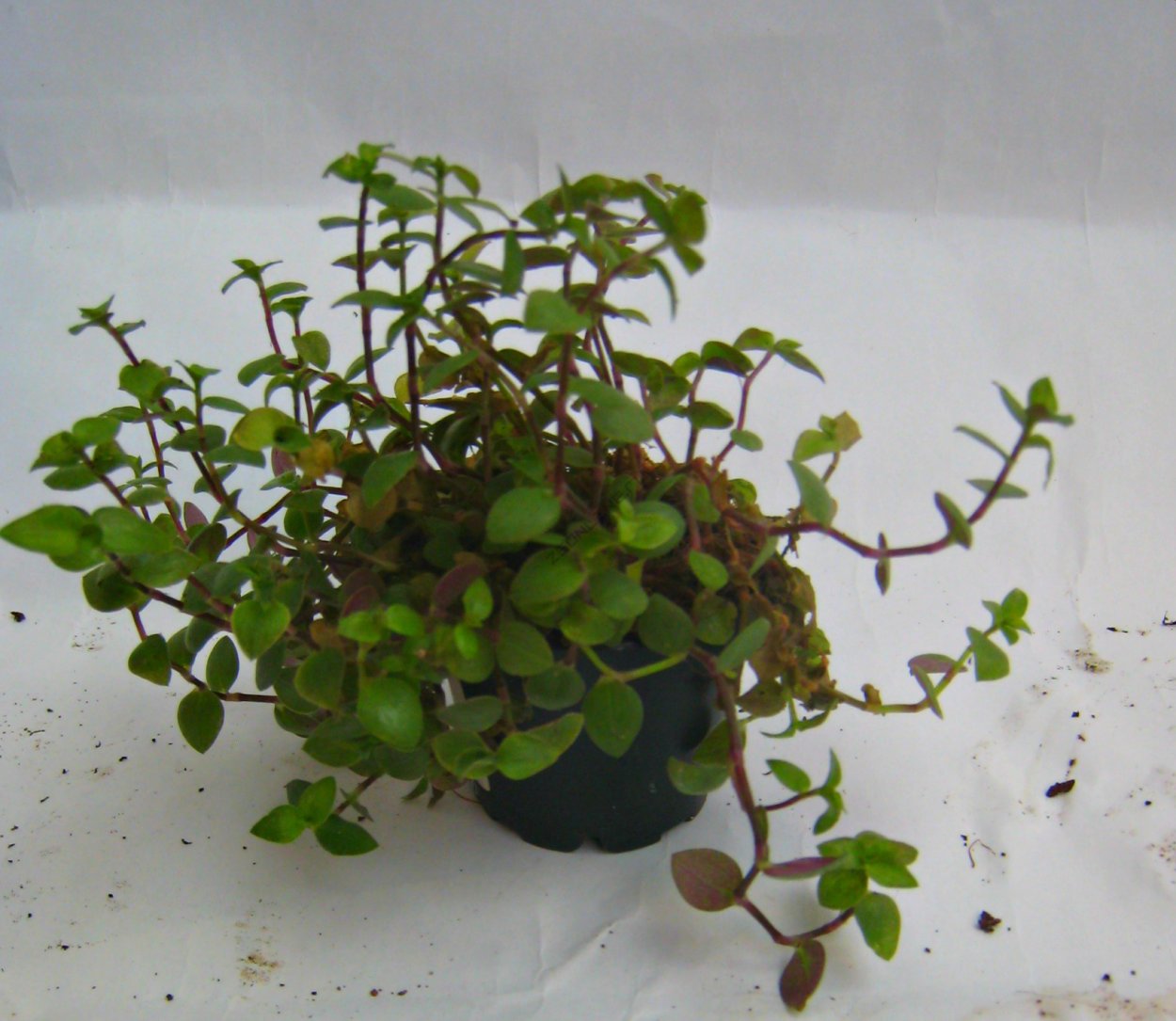 Каллизия Репенс черенок