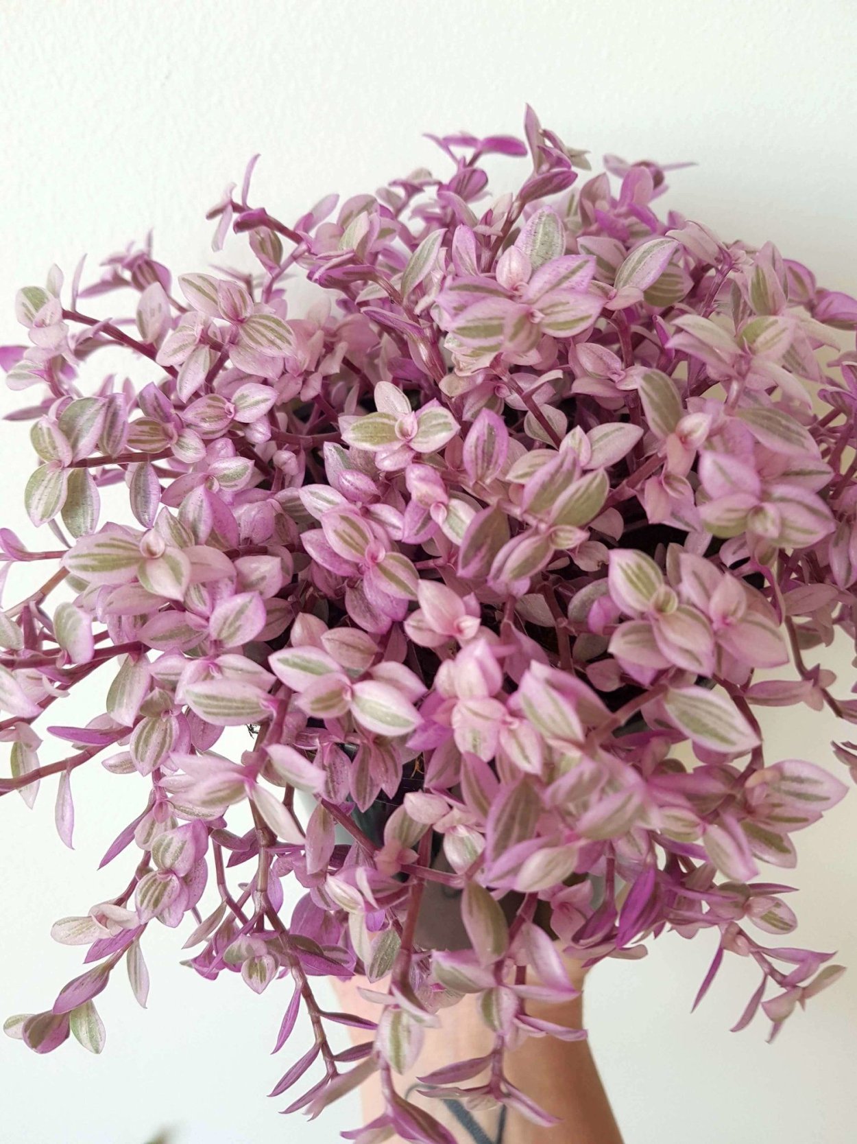 Традесканция розовая пантера