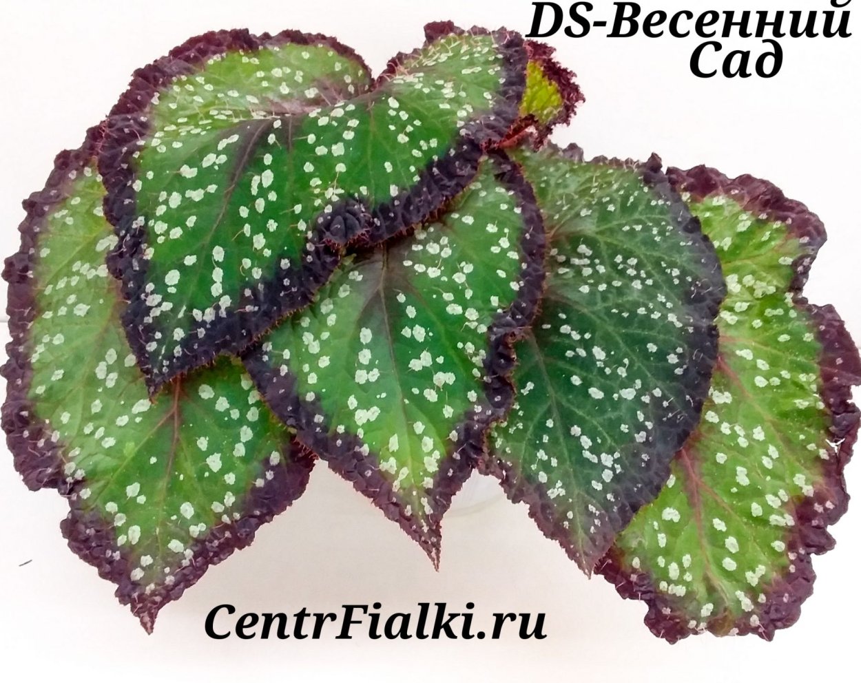 Begonia версиколор
