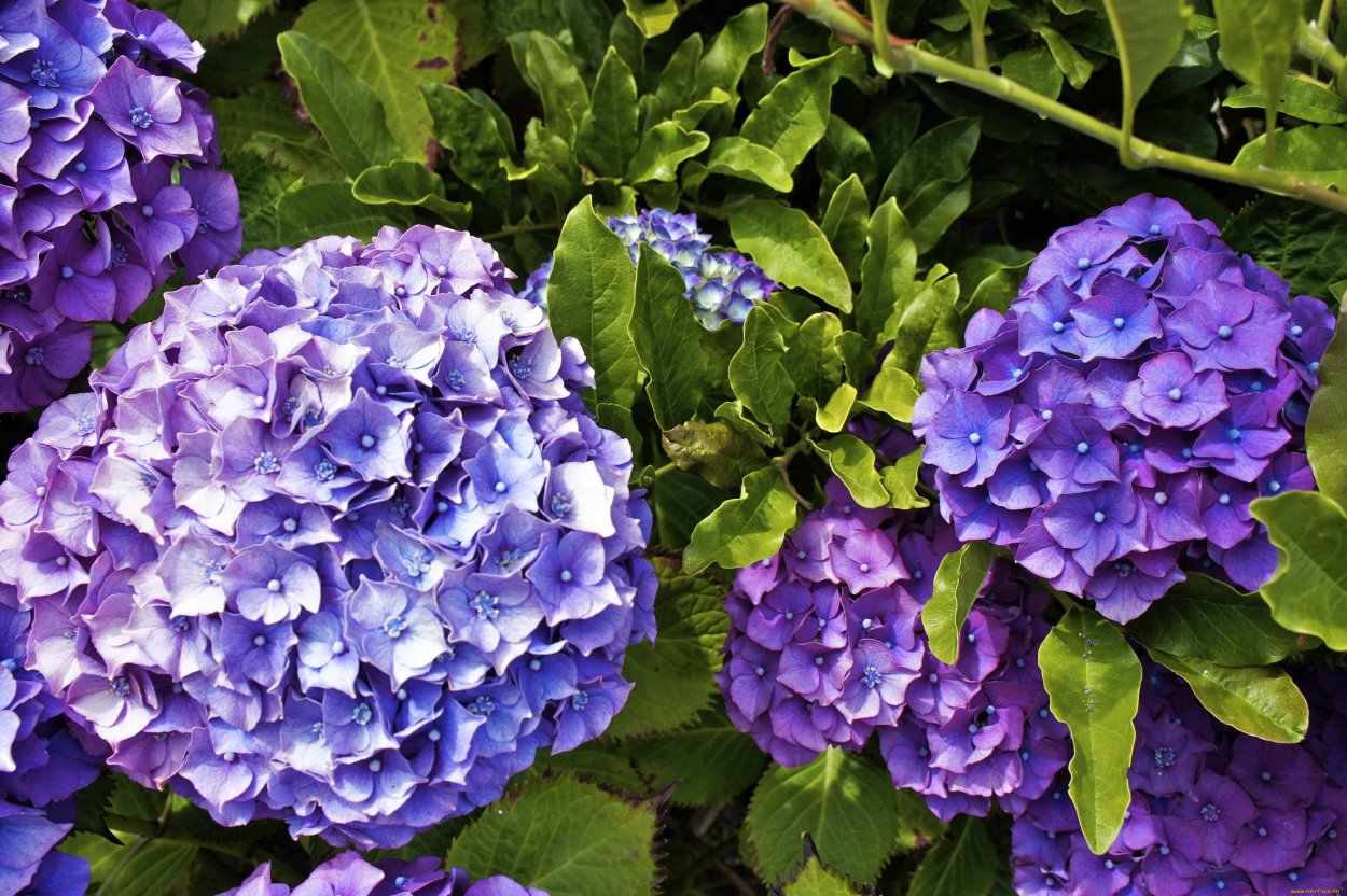 Гортензия Мунлайт метельчатая