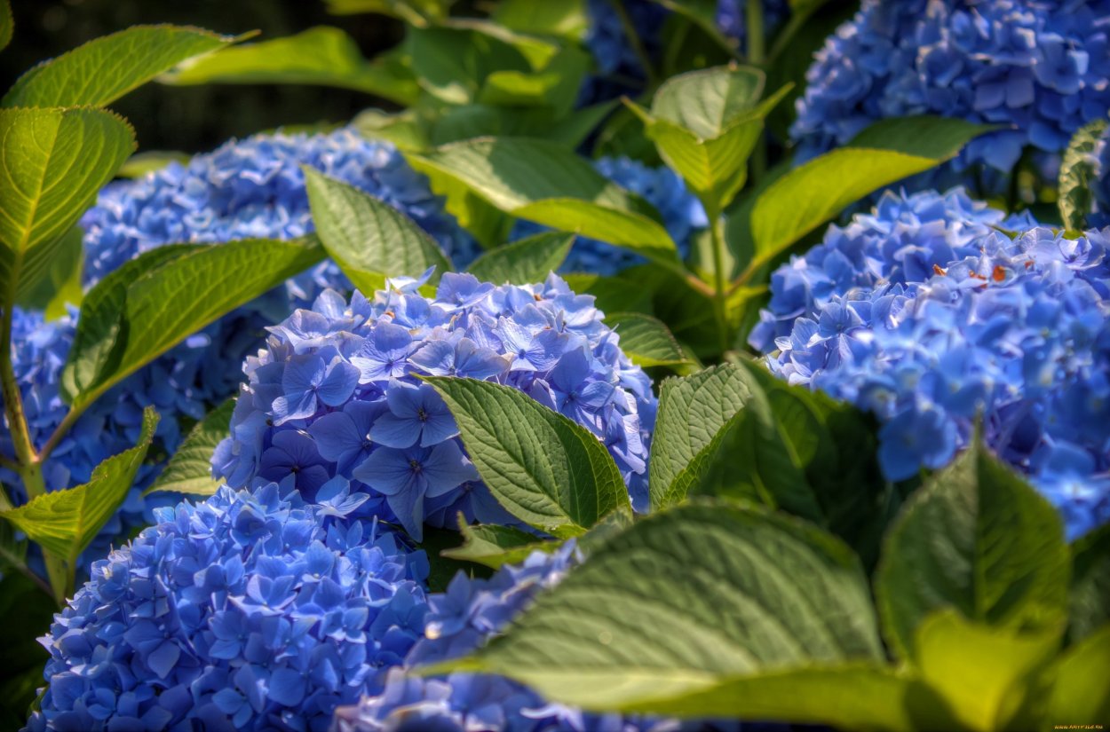 Гортензия Никко Блю