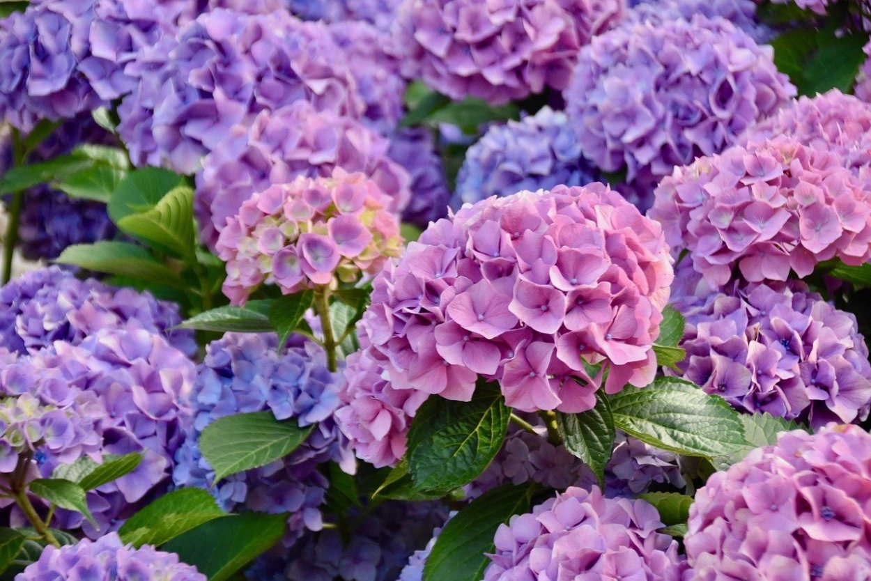 Гортензия Лесная