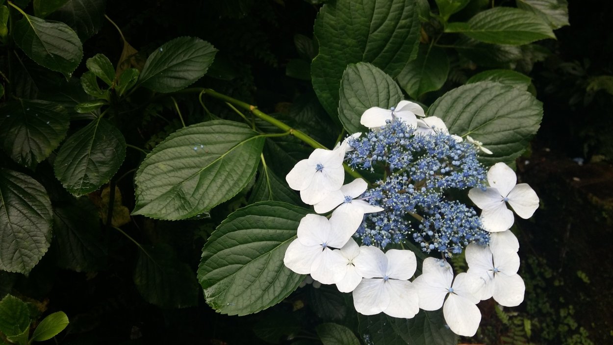 Гортензия Мэджикал Мунлайт