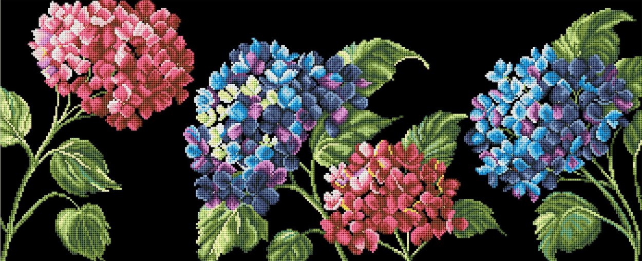 Гортензия на черном фоне