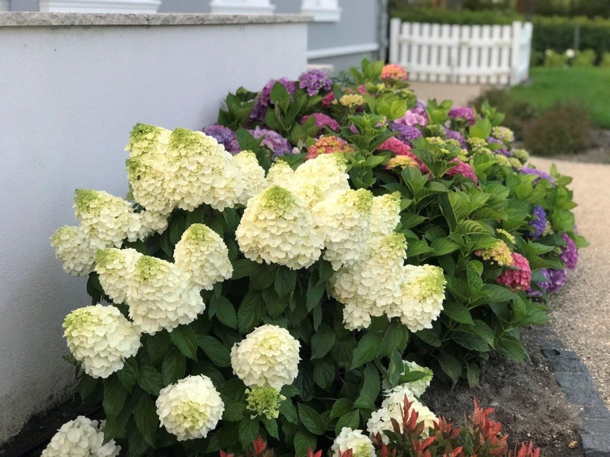 Гортензия метельчатая Мэджикал Маттерхорн