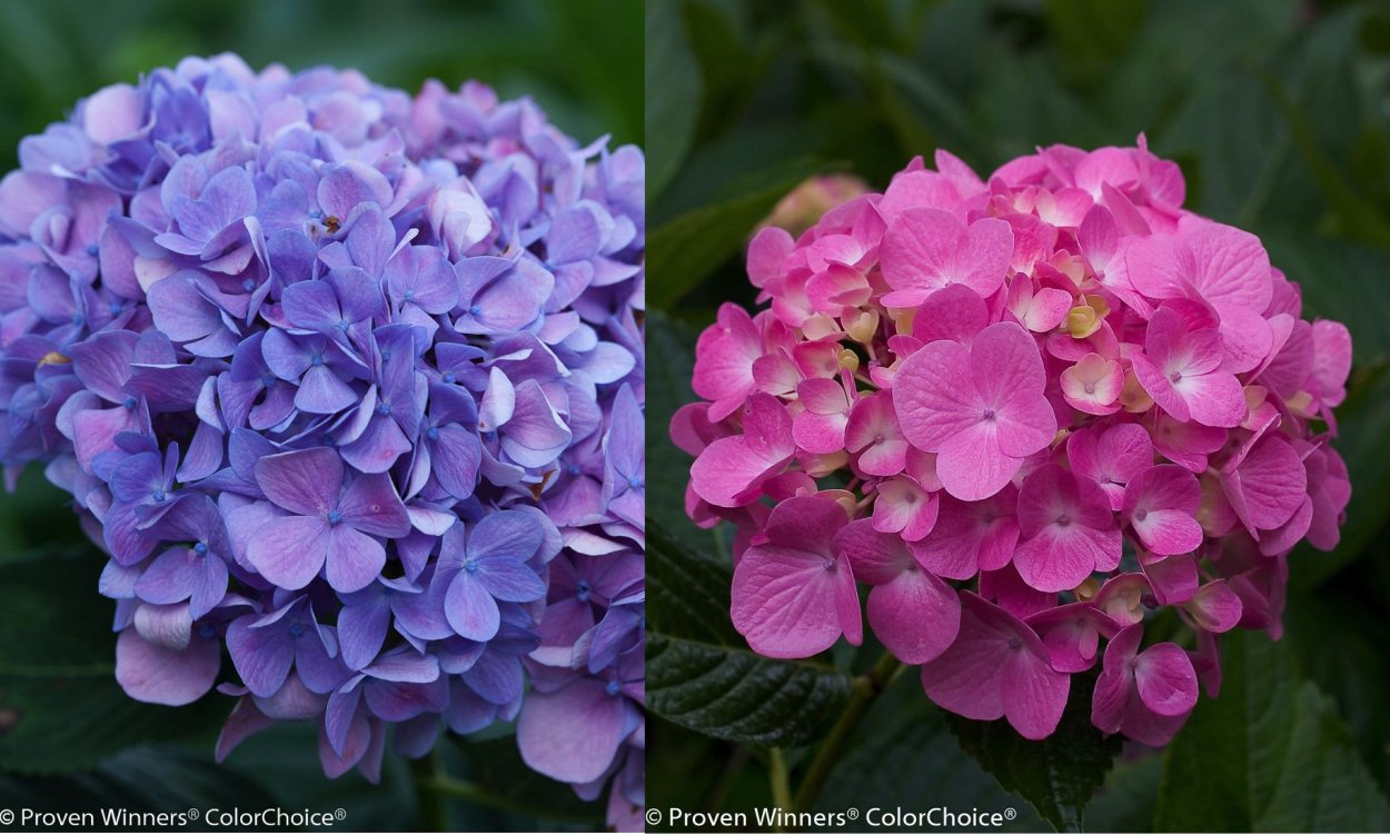 Гортензия Блэк Найт