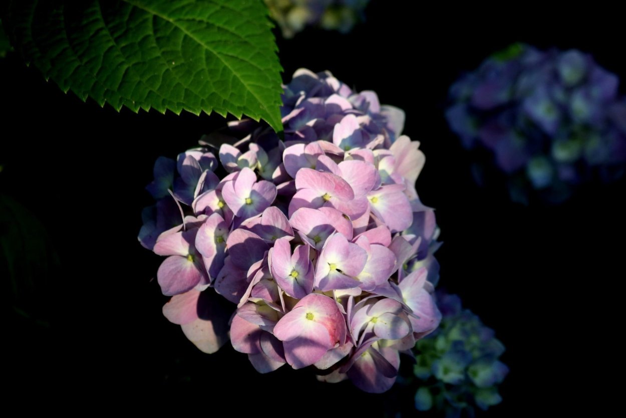 Синяя сирень