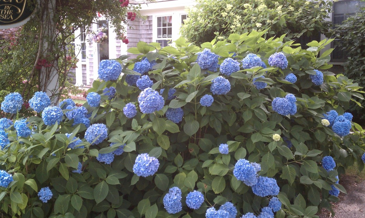 Мэджик Мунлайт гортензия метельчатая