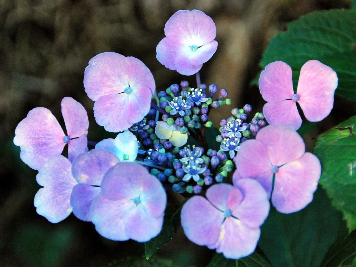 Plant Finder - Spring Meadow Nursery гортензия