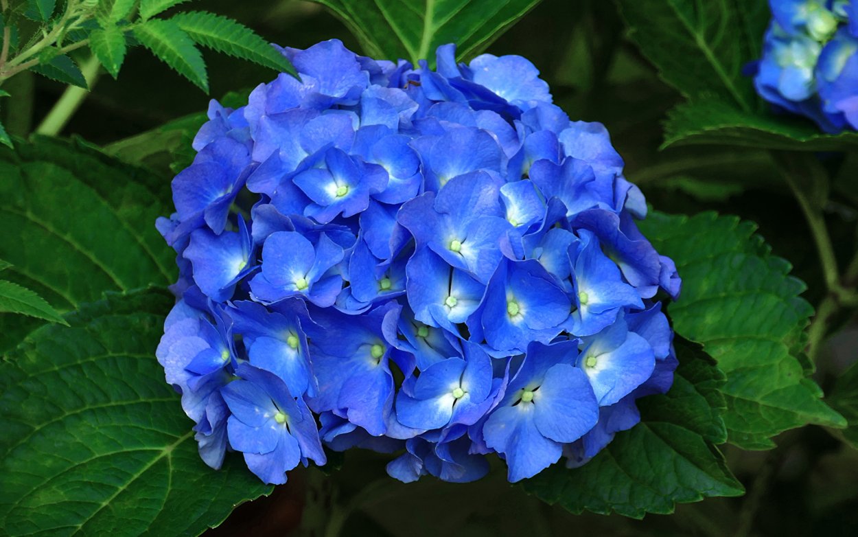 Гортензия Мэджикал Мунлайт