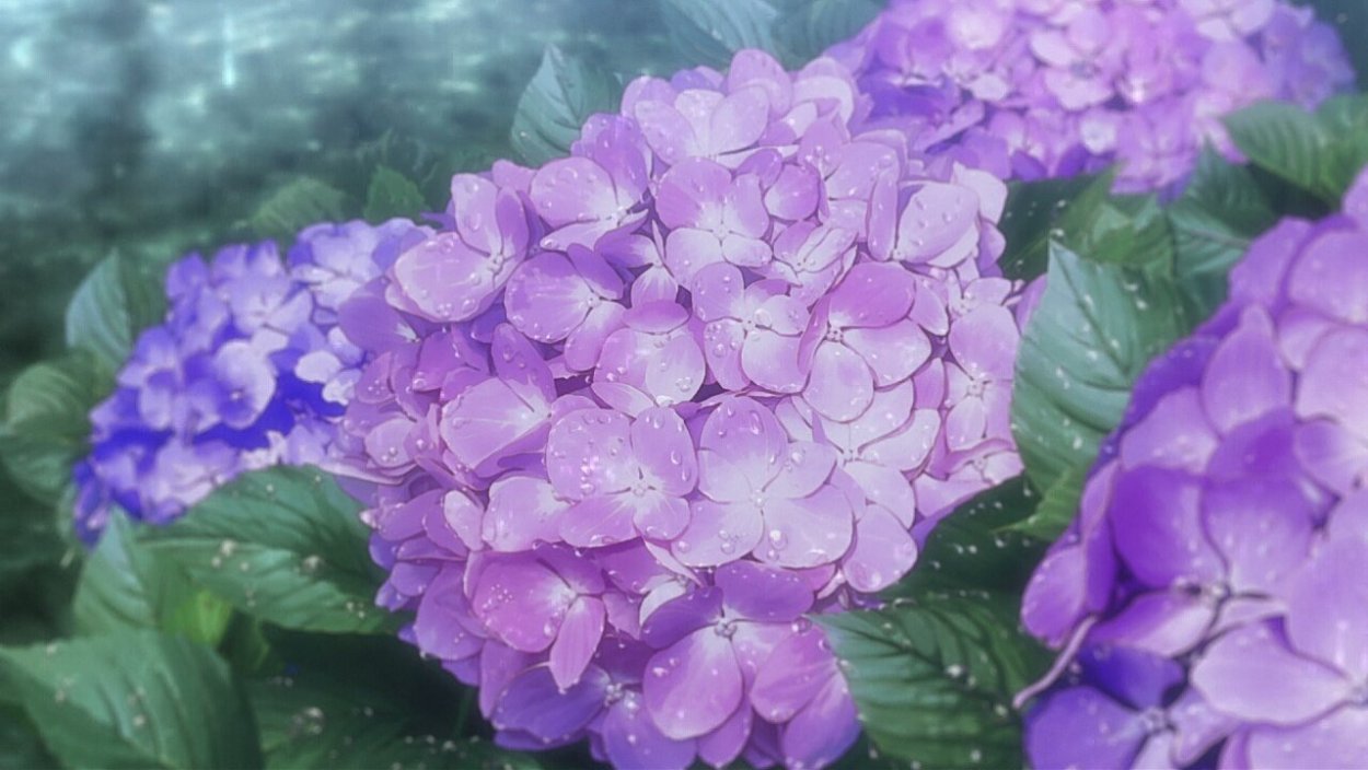 Гортензия Мунлайт метельчатая